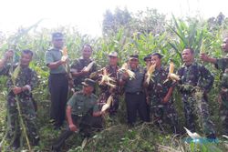Sukses Panen Jagung, TNI di Boyolali Berburu Lahan Kosong