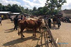 POPULASI SAPI BANTUL : Program Inseminasi Buatan untuk Sapi Potong Sasar 17 Desa