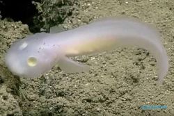 KISAH UNIK : Wow, Ikan Hantu Ditemukan di Samudra Pasifik