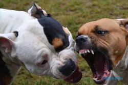 KISAH TRAGIS : 2 Anjing Pitbull Serang Pria Hingga Meninggal Dikurung di Polres Kediri