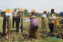 PERTANIAN BANTUL : 40 Hektare Lahan di Sumbermulyo Siap Ditanami Kedelai