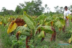 PERTANIAN KLATEN : Petani Tembakau Berpeluang Merugi Puluhan Juta Rupiah Per Hektare, Ini Penyebabnya