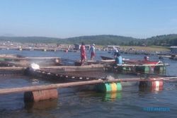 PERIKANAN BOYOLALI : Puluhan Ribu Ikan di Waduk Kedungombo Mati, Ini Penyebabnya