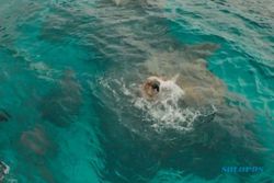 FILM TERBARU : Serangan Hiu Putih di Film The Shallows Mulai Tayang di Madiun dan Ponorogo