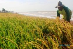 PERTANIAN JATENG : Petani Grobogan Tolak Wacana Impor Beras