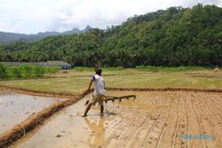 PERTANIAN PACITAN : Dampak La Nina, Petani Terpaksa Puasa Menanam Hortikultura