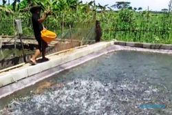 Dampak Kemarau di Sleman: Puluhan Hektare Kolam Budidaya Ikan Kekurangan Air