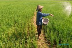 Waduh! Tahun 2023, Jatah Pupuk Subsidi untuk Petani di Pati Berkurang