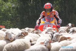 KABAR PEMBALAP: Asyik Bawa Motor, Marc Marquez Malah Dicegat Domba