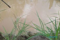 FENOMENA ALAM : Kolam Ajaib di Tengah Lahan Bikin Penasaran Warga Wonogiri