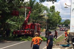 LAYANAN LISTRIK : PLN Jogja Minta Masyarakat Laporkan Potensi Gangguan Listrik Akibat Pohon Tumbang