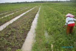 PERTANIAN BANTUL : Produksi Bawang Merah Turun, Diduga Terdampak Uap Tambak Udang