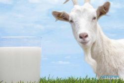 TIPS KESEHATAN : Mirip ASI, Ini Manfaat Susu Kambing