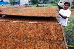 Cair Lur! Ribuan Petani dan Buruh di Kabupaten Semarang bakal Terima BLT DBHCHT
