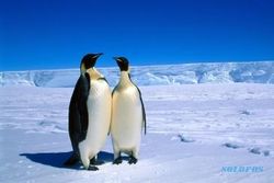 24 Negara dan Uni Eropa Bangun Taman Laut Terbesar di Antartika