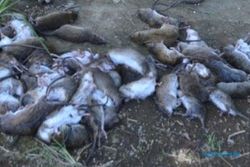KESEHATAN BOYOLALI: Hiii...Banyak Tikus di Banyudono Boyolali