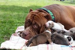 KISAH UNIK : Wow, Anak Anjing Pitbull Ini Dihargai Rp1,3 Miliar