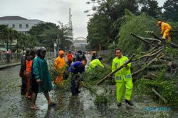 BENCANA JOGJA : Walikota Jogja Diminta Buat Perwal Pohon Tumbang
