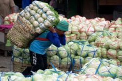 FOTO PERTANIAN JATENG : Harga Sayur Bandungan Naik 20%-40%