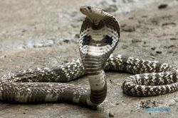 Horor Teror Belasan Ular Kobra di Gunungkidul, Menyusup di Kamar Mandi