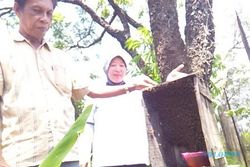 KISAH INSPIRATIF: Piara Lebah Jawa, Ini Yang Didapat Guru SMA di Boyolali