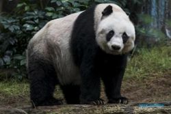 Panda Raksasa Ini Terpaksa Disuntik Mati
