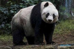 KISAH UNIK : Kesehatan Melemah, Panda Tertua Disuntik Mati