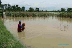 BANJIR SRAGEN : 25 Hektare Padi Desa Bentak Terendam, Panen Hanya 50%