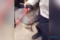 KISAH UNIK : Kelaparan, Kura-kura ini Gigit Kemaluan Seorang Pria