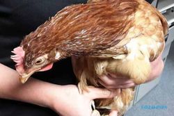 KISAH UNIK : Ayam Ini Menyeberang Jalan di Tengah Padatnya Lalu Lintas