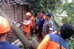 ANGIN KENCANG SRAGEN : Rumah Janda Tua di Kedawung Rusak Tertimpa Pohon