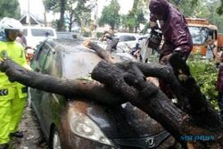 ANGIN KENCANG SOLO : Pohon Tumbang di Jl. Slamet Timpa Honda Jazz