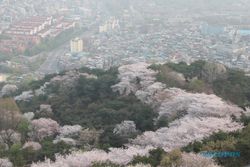 WISATA KOREA : Sensasi Beda Sakura Negeri Ginseng