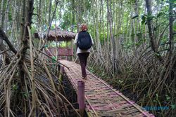 WISATA KULONPROGO : Wisata Mangrove Berpotensi Jadi Penyangga Bandara