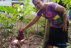 KISAH UNIK : Tumbuhan Mirip Bunga Bangkai di Boyolali Bikin Heboh