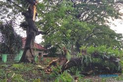 Pohon Tumbang di Jl. Ahmad Yani Solo Sempat Bikin Macet