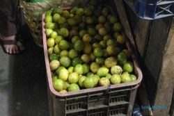 MUBENG BERINGHARJO : Mbah Joyo Sediakan Lemon Lokal maupun Impor