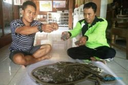 CAGAR BUDAYA GROBOGAN : Ribuan Koin Kuno Ditemukan di Desa Wisata Banjarejo