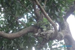 KISAH UNIK : Pohon Mangga Berbuah Mirip Pisang di Klaten Sedot 300 Pengunjung/Hari
