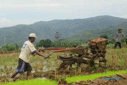 PERTANIAN BANTUL : Cegah Gagal Panen, Setiap Desa Diberi Pedoman Tanam