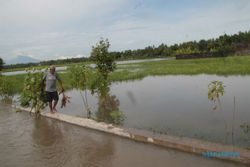 BANJIR BANTUL : Petani Tergantung pada Intensitas Hujan