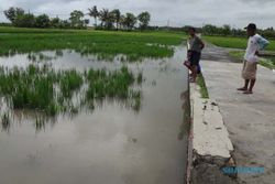BANJIR KULONPROGO : Rismiyanto Pasra, Sudah Seminggu Tanaman Padi di Sawahnya Terendam Banjir