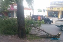 ANGIN KENCANG SEMARANG : Diterpa Angin, Dahan Pohon Patah Hantam Pengguna Jalan