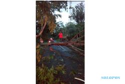 ANGIN KENCANG BOYOLALI : Hujan Angin Tumbangkan Pohon-Pohon di Wilayah Kota