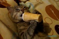 VIDEO UNIK : Menggemaskan! Lihat Aksi Kucing Ini Makan Es Krim Sambil Tiduran