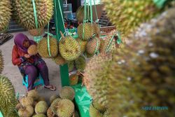 FOTO PERKEBUNAN SEMARANG : Durian Brongkol Naik Harga 100%