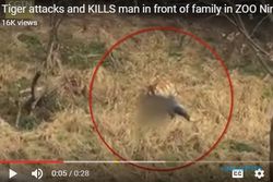 Terekam Kamera, Pria Mati Diterkam Harimau di Hadapan Anak dan Istrinya