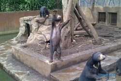 Beruang Madu Kelaparan di Kebun Binatang Bandung Jadi Sorotan Dunia