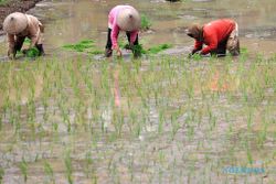 Menggiurkan, Perputaran Uang Sektor Pertanian di Klaten Triliunan Rupiah Per Tahun