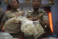 PENYELUNDUPAN HEWAN : Paket 1.400 Gigi Hiu Dari Jepang Terbongkar